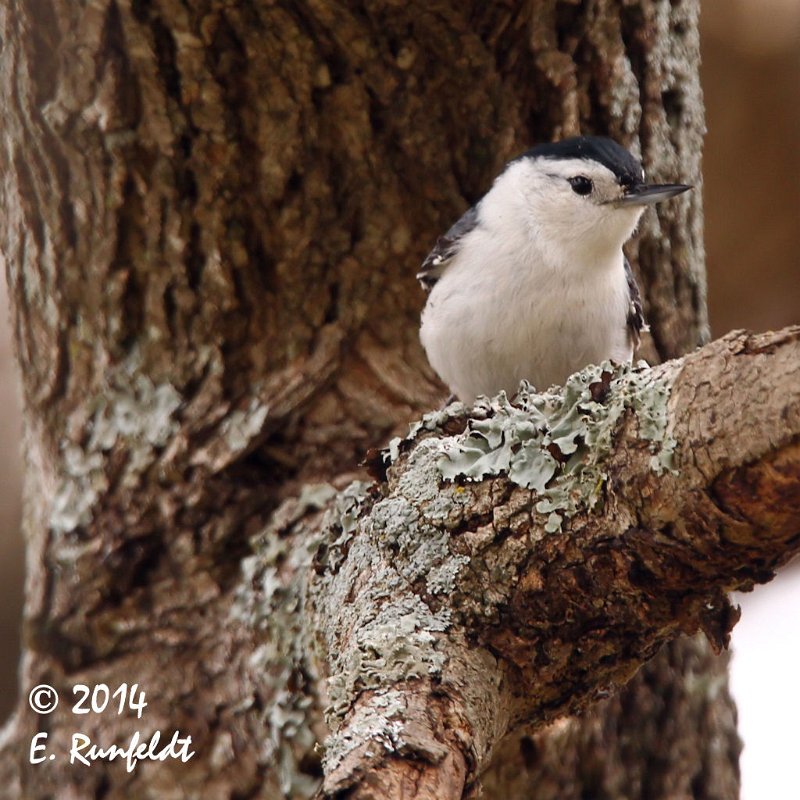 20Dec-CBC 554.jpg - White-breasted Nuthatch